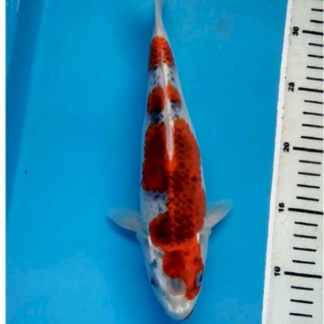 Zara2- Ghosiki Manohara 30bu