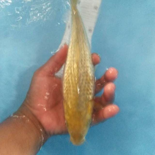 Gindrin 25 cm
