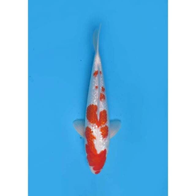 Ori Kohaku Ginrin F1 , 30cm Male