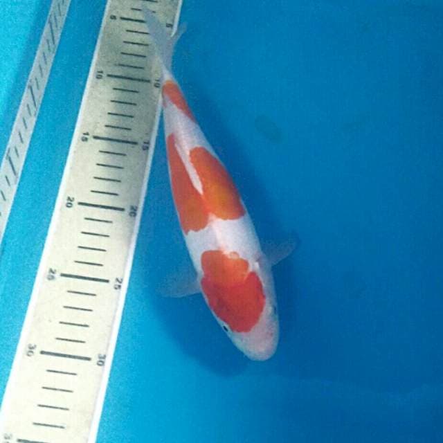 Kohaku Doitsu, 25 cm