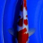 Kohaku Original Male 33cm