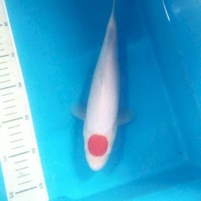 Tancho Kohaku, 29 cm