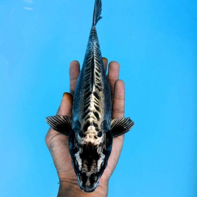 Black Jewel KIKO 30cm