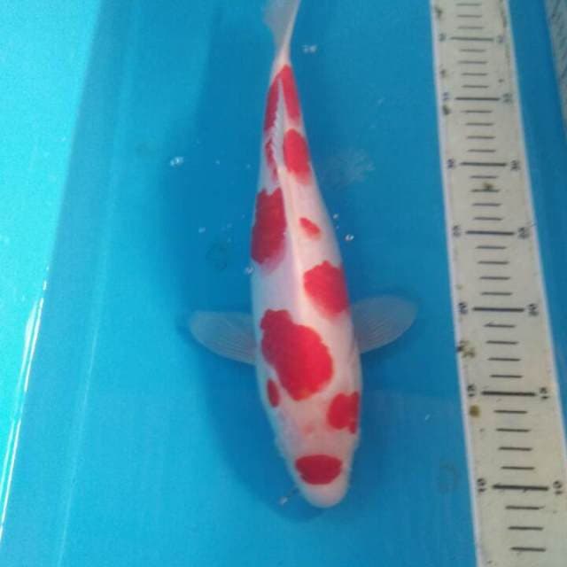Kohaku Sakura 33 cm