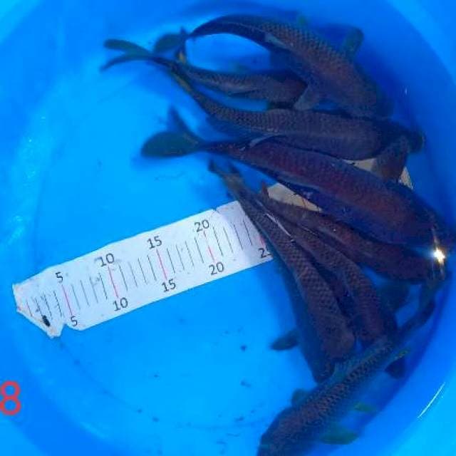 8 mix karasu