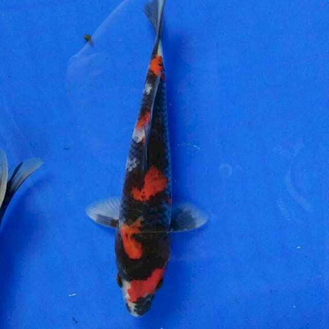 showa sanshoku 17cm