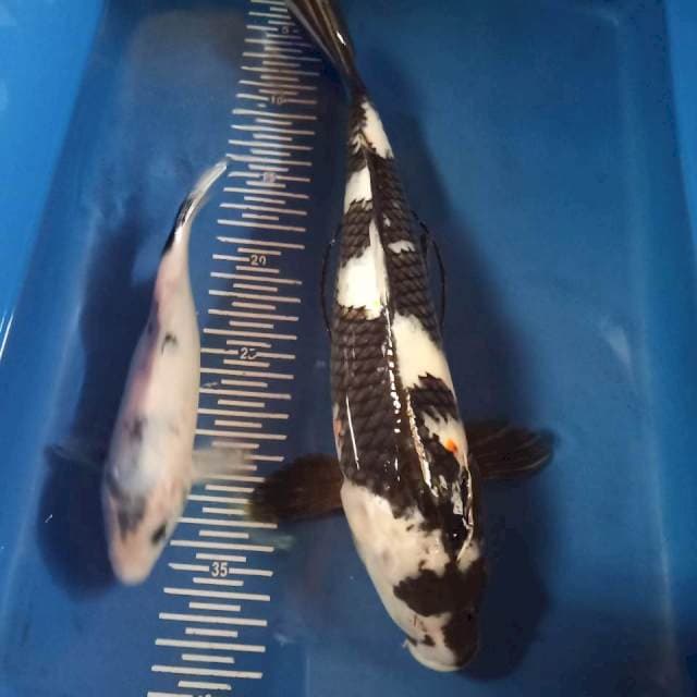 Shiro mata satu 33cm dan shiro helikopter 20cm