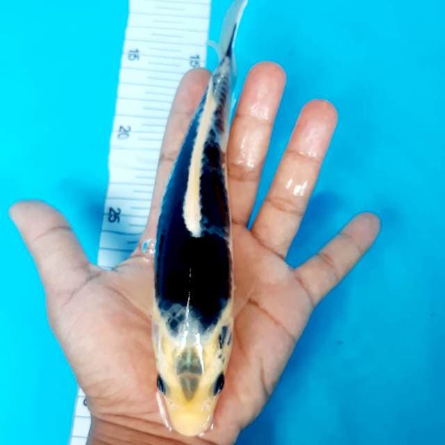 Shiro 23 cm