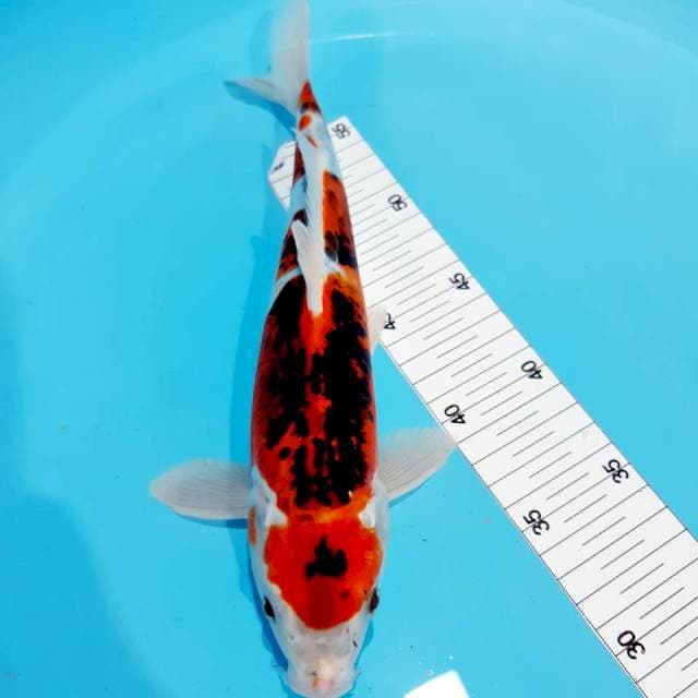 Kikko 32 cm 
