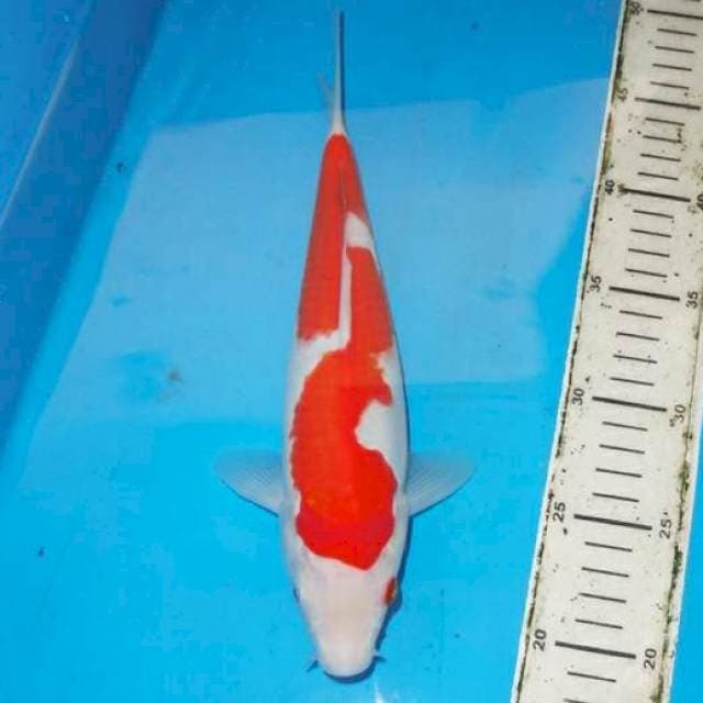 30cm KOHAKU