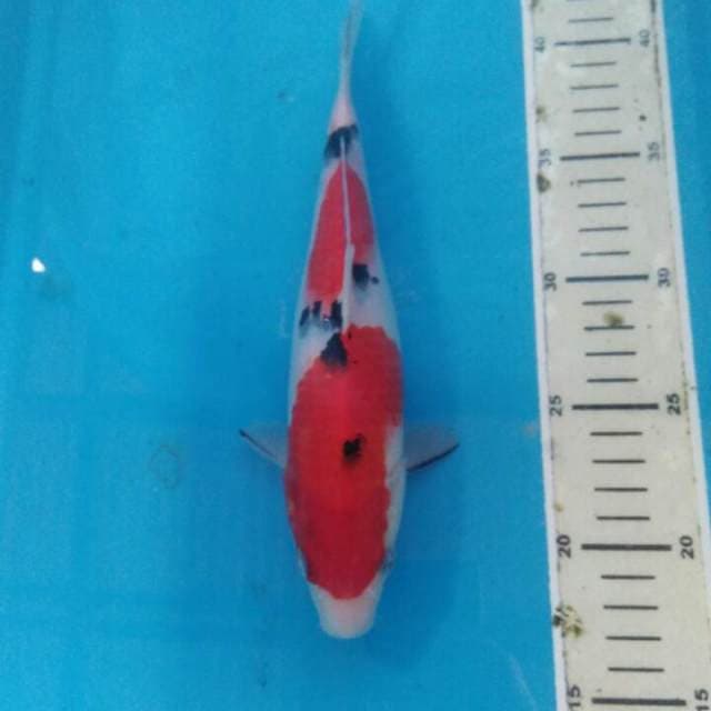 Nidan Sanke 25 cm