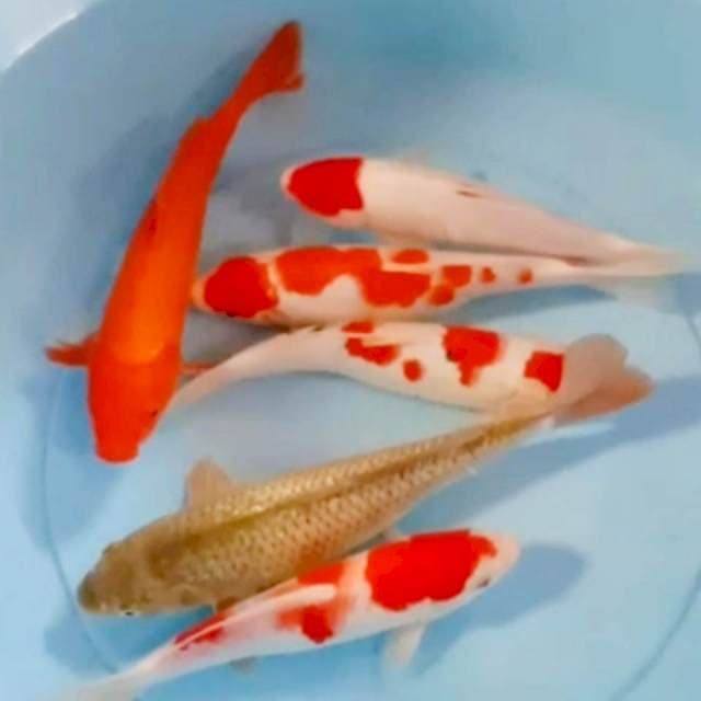 Mix 24 - 27 cm
