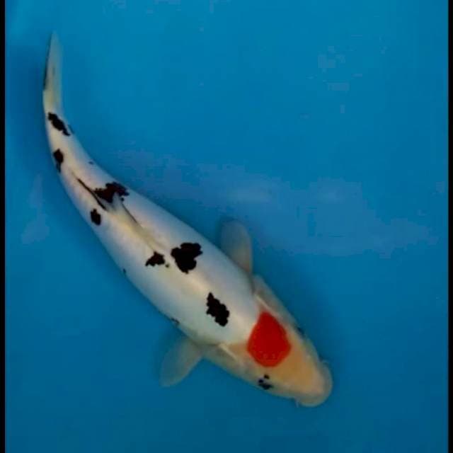 Tancho doitsu 37 cm