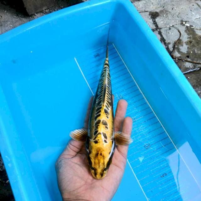 Kin kiko male  27