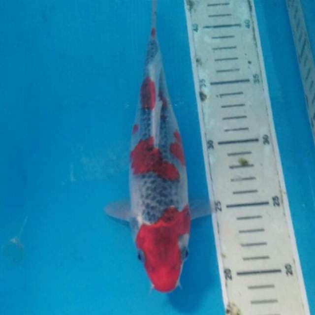 Baby Goshiki 24 cm