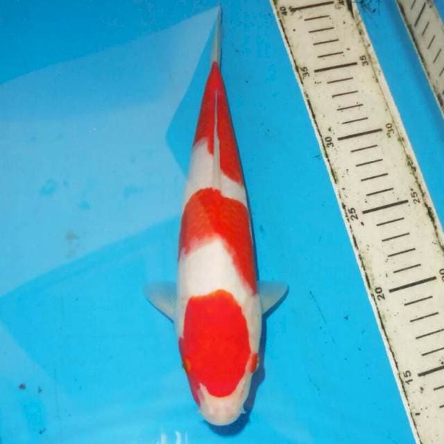 KOHAKU RAPI