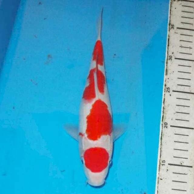 KOHAKU