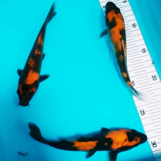 Mix 15-20cm