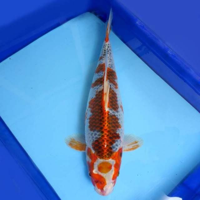 A. MARUTEN GOSHIKI JUMBO