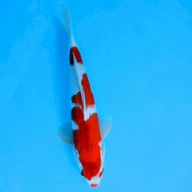 GOSHIKI MALE 35cm