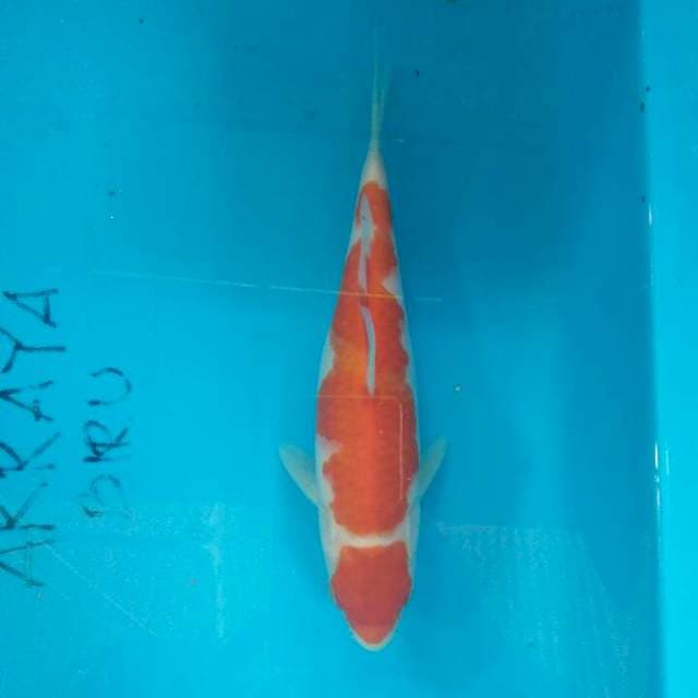 KOHAKU MARUTEN