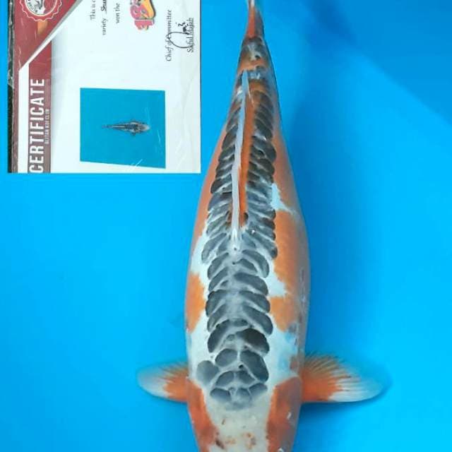 Shusui 50 cm
