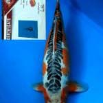 Shusui 50 cm