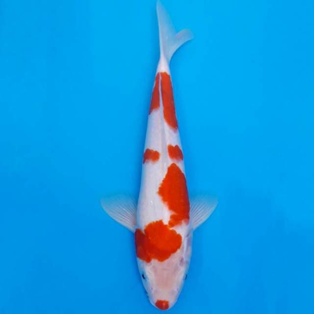 Kucibeni kohaku 27cm 🎄