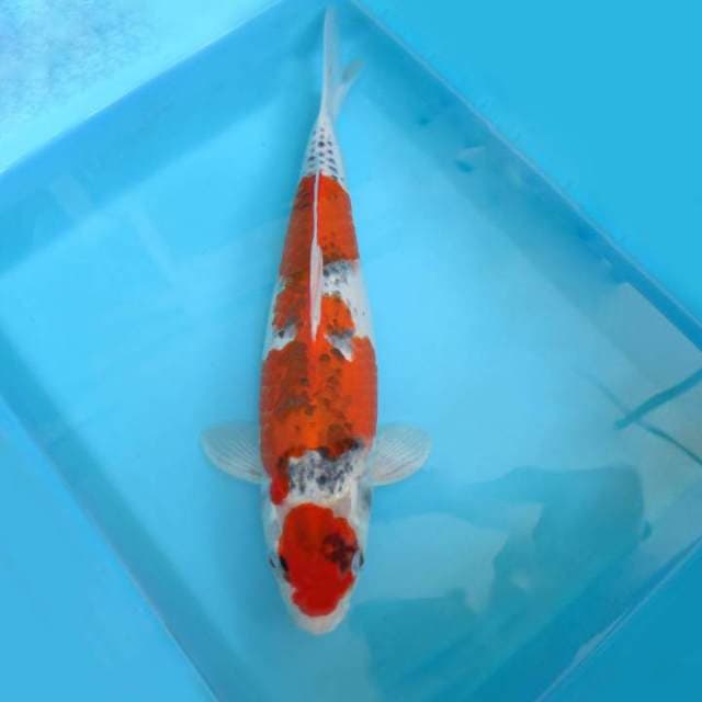4. KUROSOWA ~ MARUTEN GOSHIKI