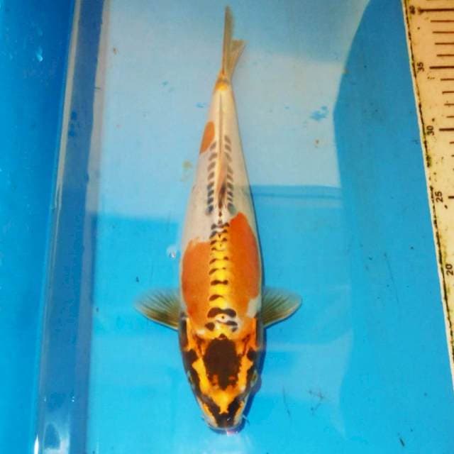 MARUTEN HITAM KAWARIMONO