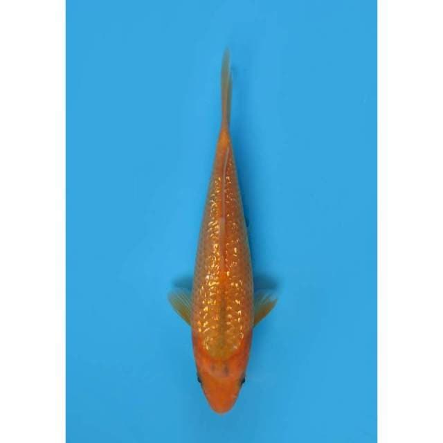 Aka Matsuba Ginrin - 21cm