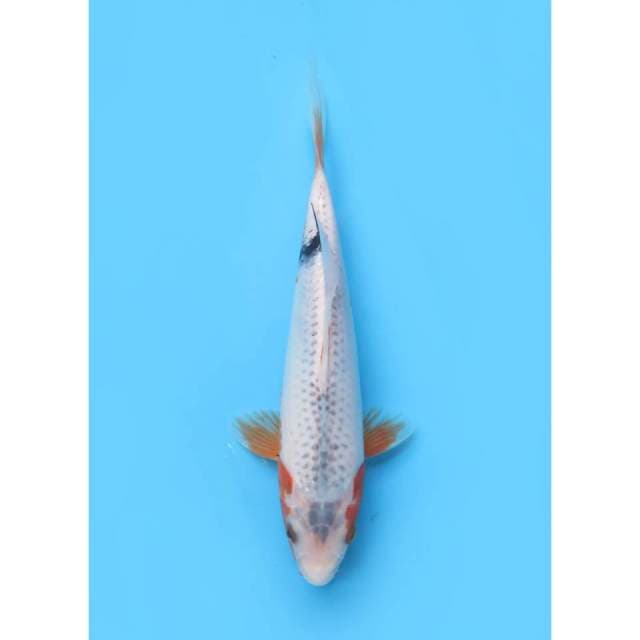 Asagi - 24cm