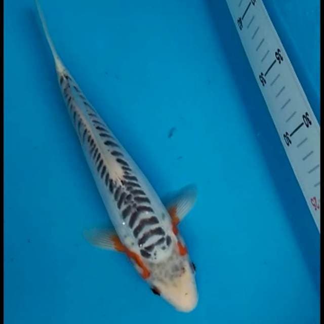 Shusui ring rapi 30 cm