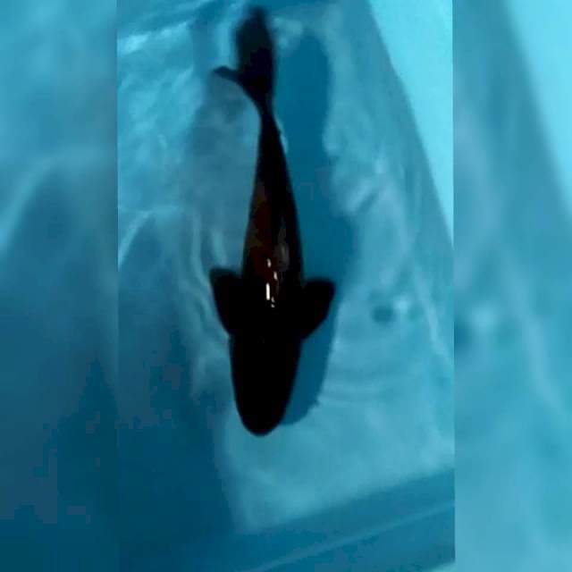 Karasu slayer 27cm