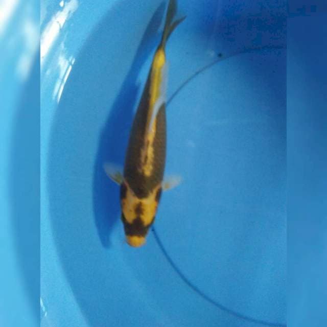 Kabuto 25cm