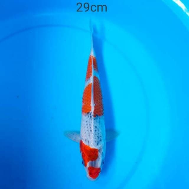 Ghosiki size 29cm