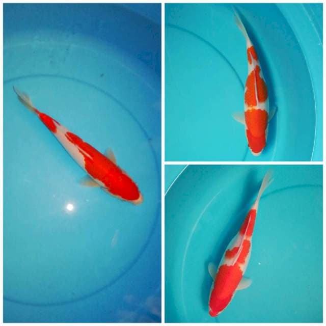 Genkoi 019 ~ spesial kohaku