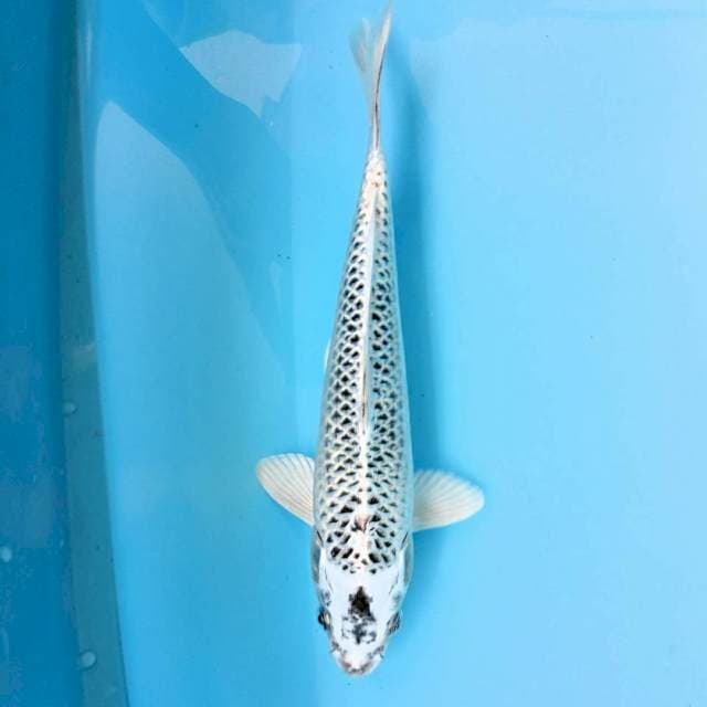 Gin Matsuba 30 male