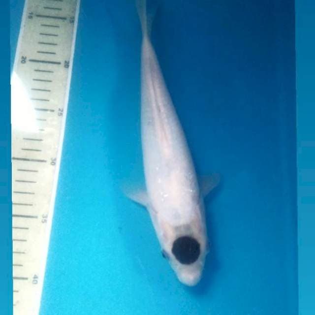 Tancho Goromo, 28 cm