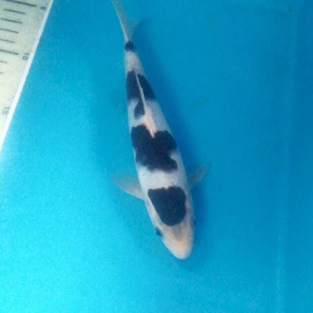 Budo Goromo, 21 cm