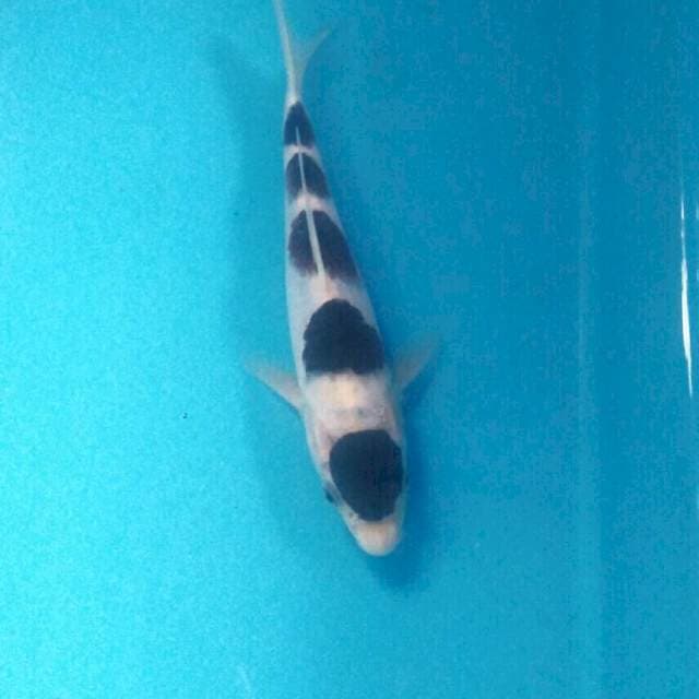 Maruten Godan Budo Goromo, 18 cm