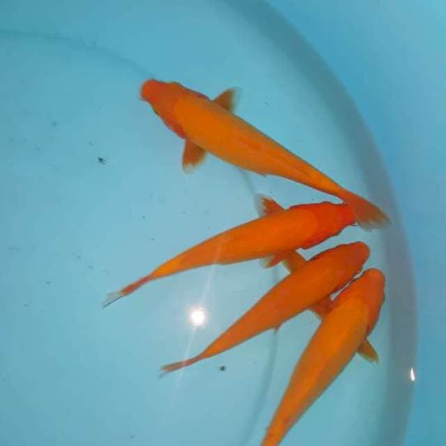 4 Benigoi plus. 20 bu