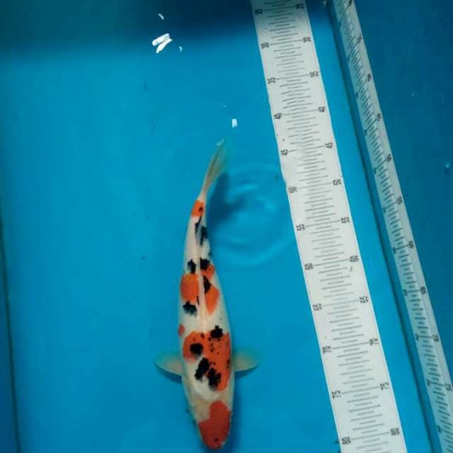 Sanke 35cm