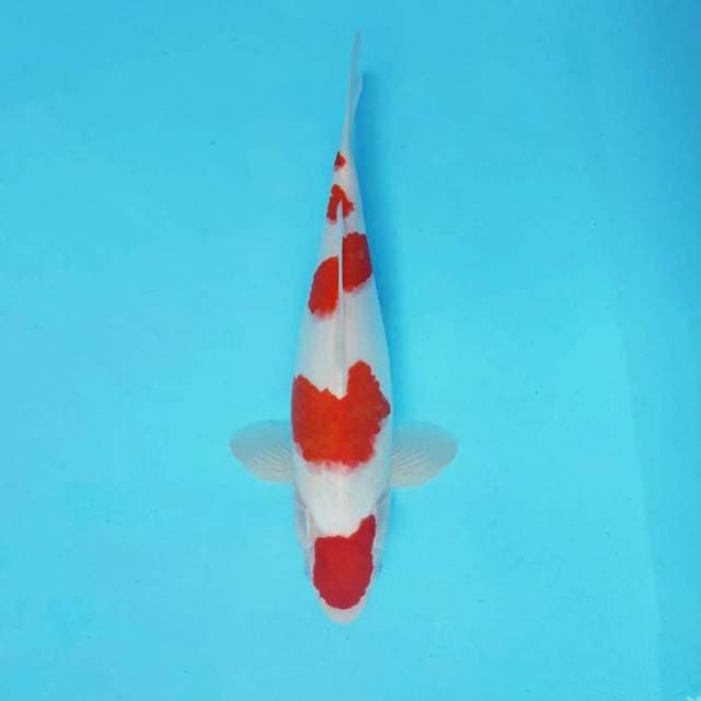 ASAHI 4 - KOHAKU ®