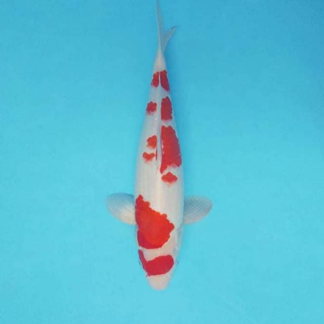 ASAHI 5 - KOHAKU ®