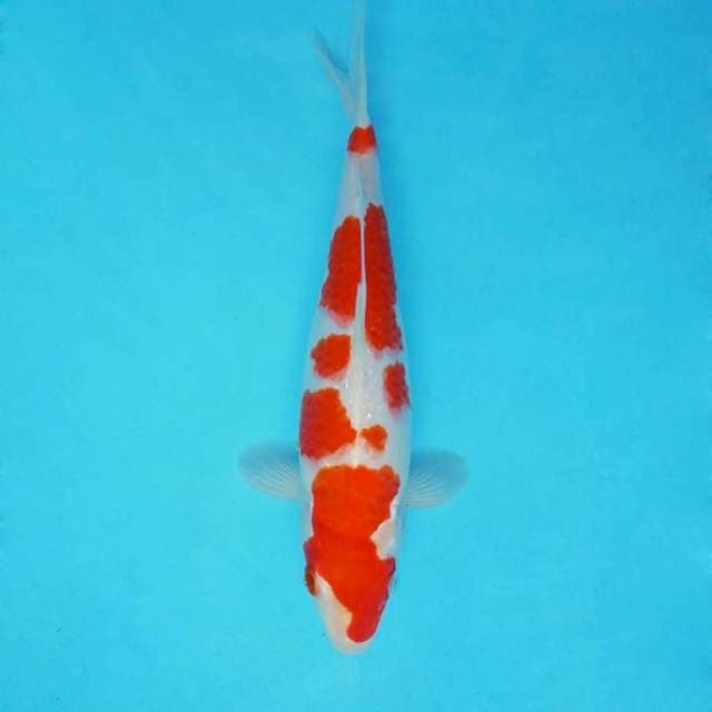 ASAHI 6 - KOHAKU ®