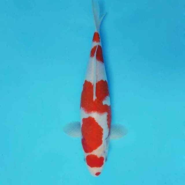 ASAHI 8 - KOHAKU KUCIBENI ®