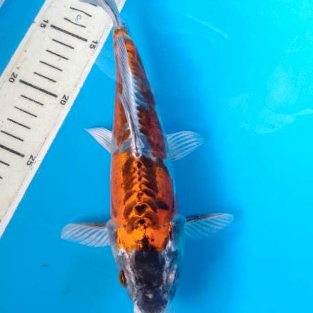 Kiko 25cm