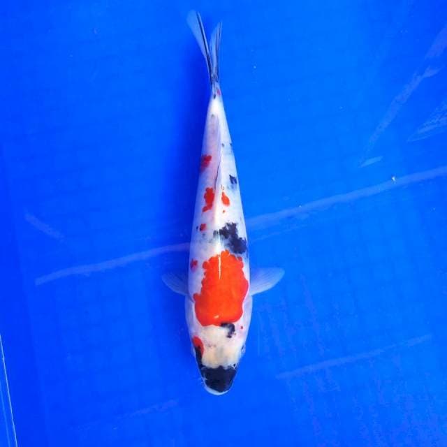 2. Kindai Showa || 28 cm