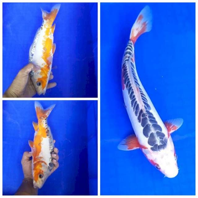 6. Shusui || 32 cm